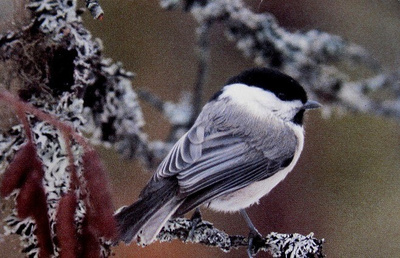Hömötiainen
