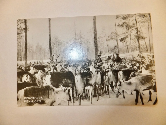 VANHA Postikortti Lappi Porotokka 1930-l