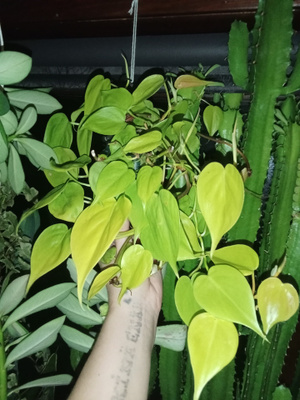 Herttaköynnösvehka 'lemon lime'