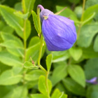 Jalokello (Platycodon grandiflorus), siemeniä 50 kpl - pikkukuva 2