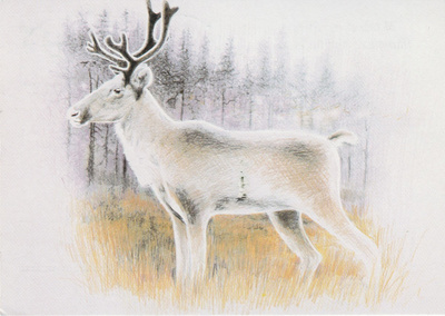 POSTIKORTTI ELÄIMET, METSÄPEURA