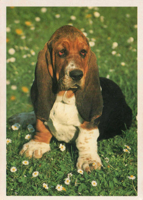 BASSET  POSTIKORTTI