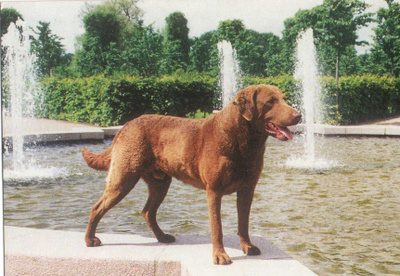 CHESAPEAKE BAY RETRIEVER  POSTIKORTTI