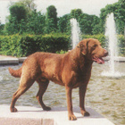 CHESAPEAKE BAY RETRIEVER POSTIKORTTI - pikkukuva 1