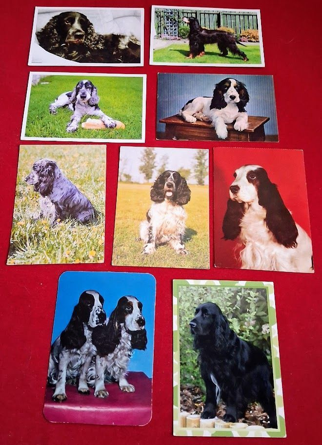 9 COCKERSPANIEL  POSTIKORTTIA