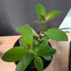 Tradescantia, juoru - pikkukuva 2