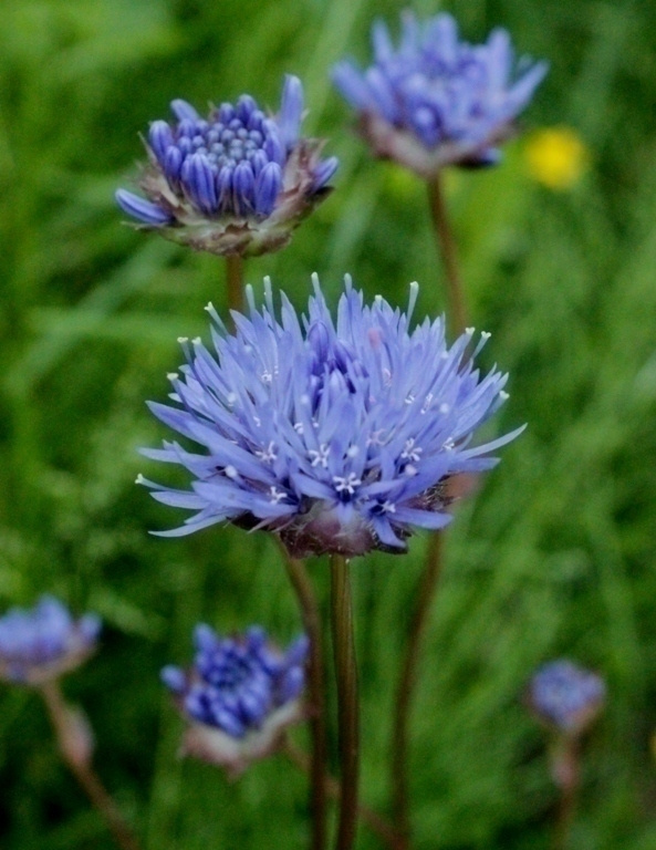 Etelänmunkki (Jasione laevis), siemeniä 50 kpl