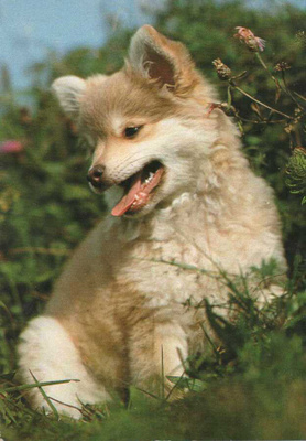 PYSTYKORVA " ZWERGSPITZ " POMERANIAN POSTIKORTTI