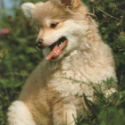 PYSTYKORVA " ZWERGSPITZ " POMERANIAN POSTIKORTTI - pikkukuva 1