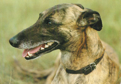 GREYHOUND VINTTIKOIRA POSTIKORTTI