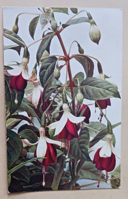 Verenpisaroita, vanha väripk, p. 1910