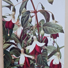 Verenpisaroita, vanha väripk, p. 1910 - pikkukuva 1