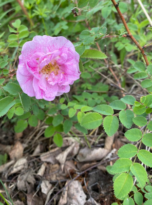 Suviruusu (Rosa ’Poppius), siemeniä 40 kpl