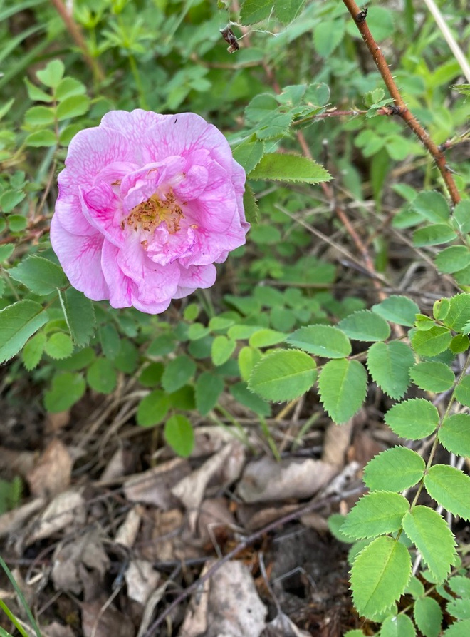 Suviruusu (Rosa ’Poppius), siemeniä 40 kpl