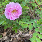 Suviruusu (Rosa ’Poppius), siemeniä 40 kpl - pikkukuva 1
