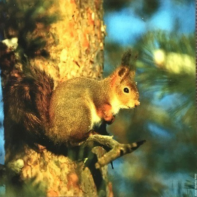Orava pieni juliste