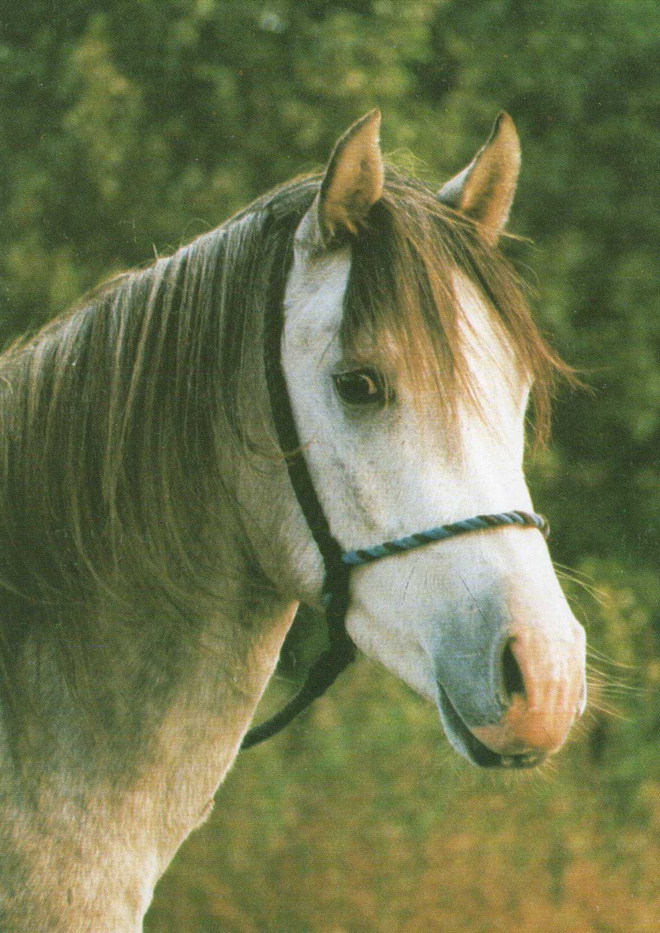 HEVONEN POSTIKORTTI  -  ARABILAINEN