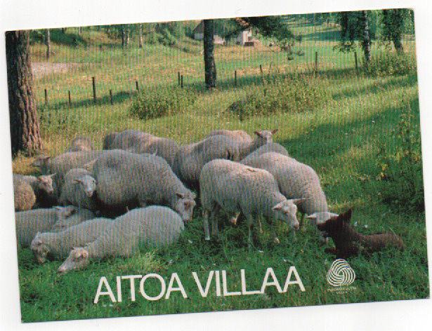 Aitoa villaa , lammaskoira vahtii katrasta