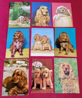 9 COCKERSPANIEL POSTIKORTTIA