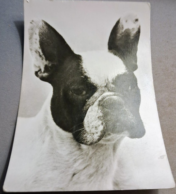 BOSTONTERRIERI POSTIKORTTI
