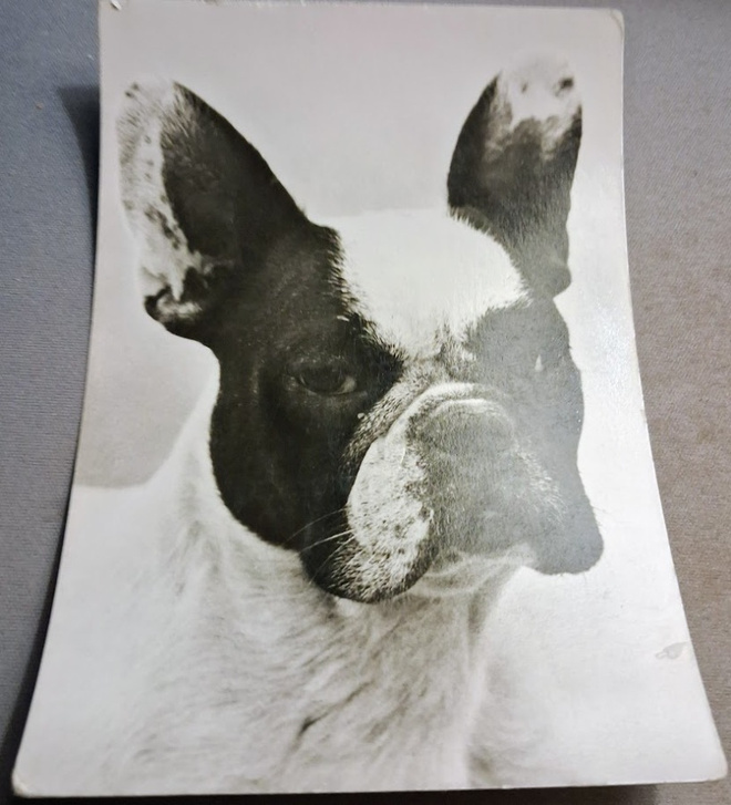 BOSTONTERRIERI POSTIKORTTI