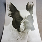 BOSTONTERRIERI POSTIKORTTI - pikkukuva 1