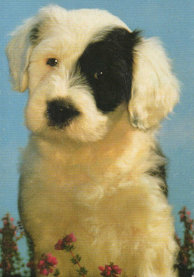KOIRA POSTIKORTTI