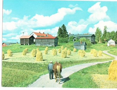 ISÄNTÄ JA HEVONEN HEINÄPELTO POSTIKORTTI