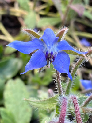 Rohtopurasruoho (Borago officinalis), siemeniä 30 kpl