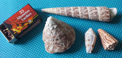 Simpukka kotilo osteri KARTIO mallia