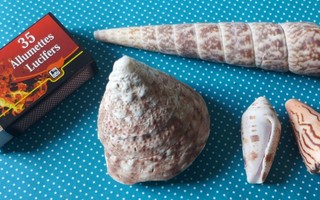 Simpukka kotilo osteri KARTIO  mallia