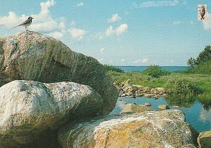 POSTIKORTTI  Suomen luonnonsuojeluliitto, Norppa-tunnus