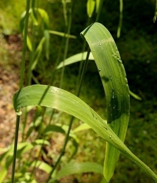 Tesma (Milium effusum), siemeniä 50 kpl