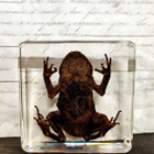 Natura Obscura – Entomologinen näyte no. 504 - pikkukuva 2