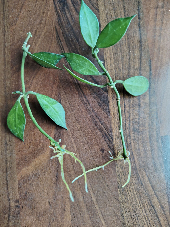 Posliinikukka Hoya lacunosa, 2 pistokasta