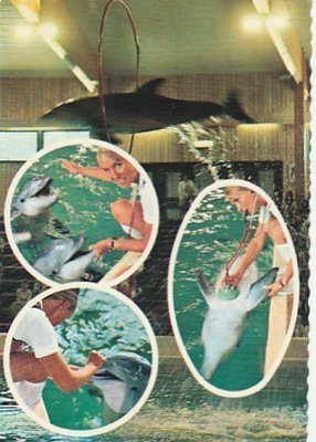 Postikortti, KOLMÅRDEN, Delfinaario