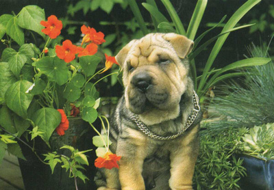 SHAR PEI POSTIKORTTI - PAINETTU SUOMESSA