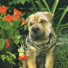SHAR PEI POSTIKORTTI  -  PAINETTU SUOMESSA - pikkukuva 1