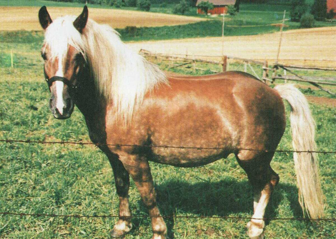 HEVONEN POSTIKORTTI  -  HAFLINGER