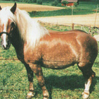HEVONEN POSTIKORTTI  -  HAFLINGER - pikkukuva 1