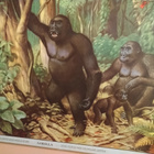Gorilla opetustaulu. - pikkukuva 2