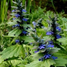 Hammasakankaali (Ajuga genevensis), siemeniä 50 kpl - pikkukuva 2