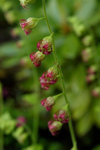 Tellima, punakukkainen, siemeniä 100 kpl