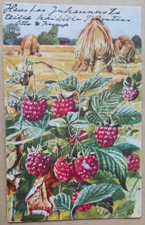 SLA: Vadelmia, kuhilaita pellolla, p. 1936