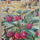 SLA: Vadelmia, kuhilaita pellolla, p. 1936 - pikkukuva 1