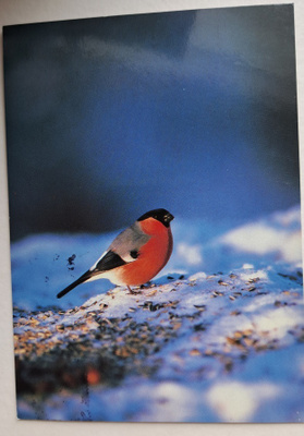 lintu, punatulkku, kulkenut 1997