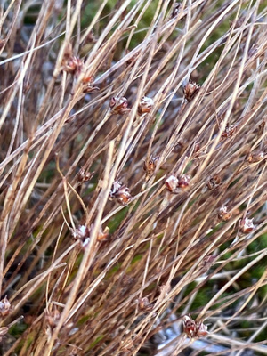 Tunturivihvilä (Juncus trifidus), siemeniä 50 kpl