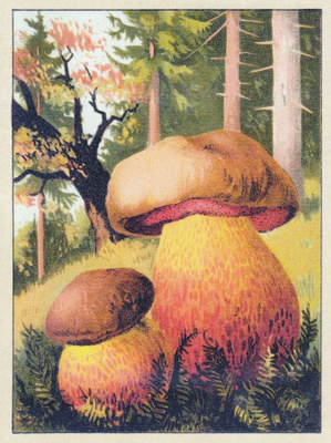 Piruntatti (isohko kortti)