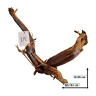 Uniikki akvaariojuurakko 43 cm | nr114 - pikkukuva 3
