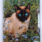 Peggy Wratten : The Color Nature Library : Cats - pikkukuva 2